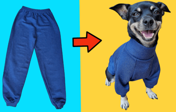 Você sabia que aquele moletom velho, que você não usa mais, pode virar uma roupinha super aconchegante para o seu pet? Pois é! Em vez de deixar suas roupas paradas, que tal dar uma nova vida a elas e manter seu amiguinho de quatro patas quentinho? Se você ainda não sabe como fazer isso, fica com a gente que vou te ensinar o passo a passo para transformar a peça velha em uma roupinha de inverno maravilhosa para o seu pet.